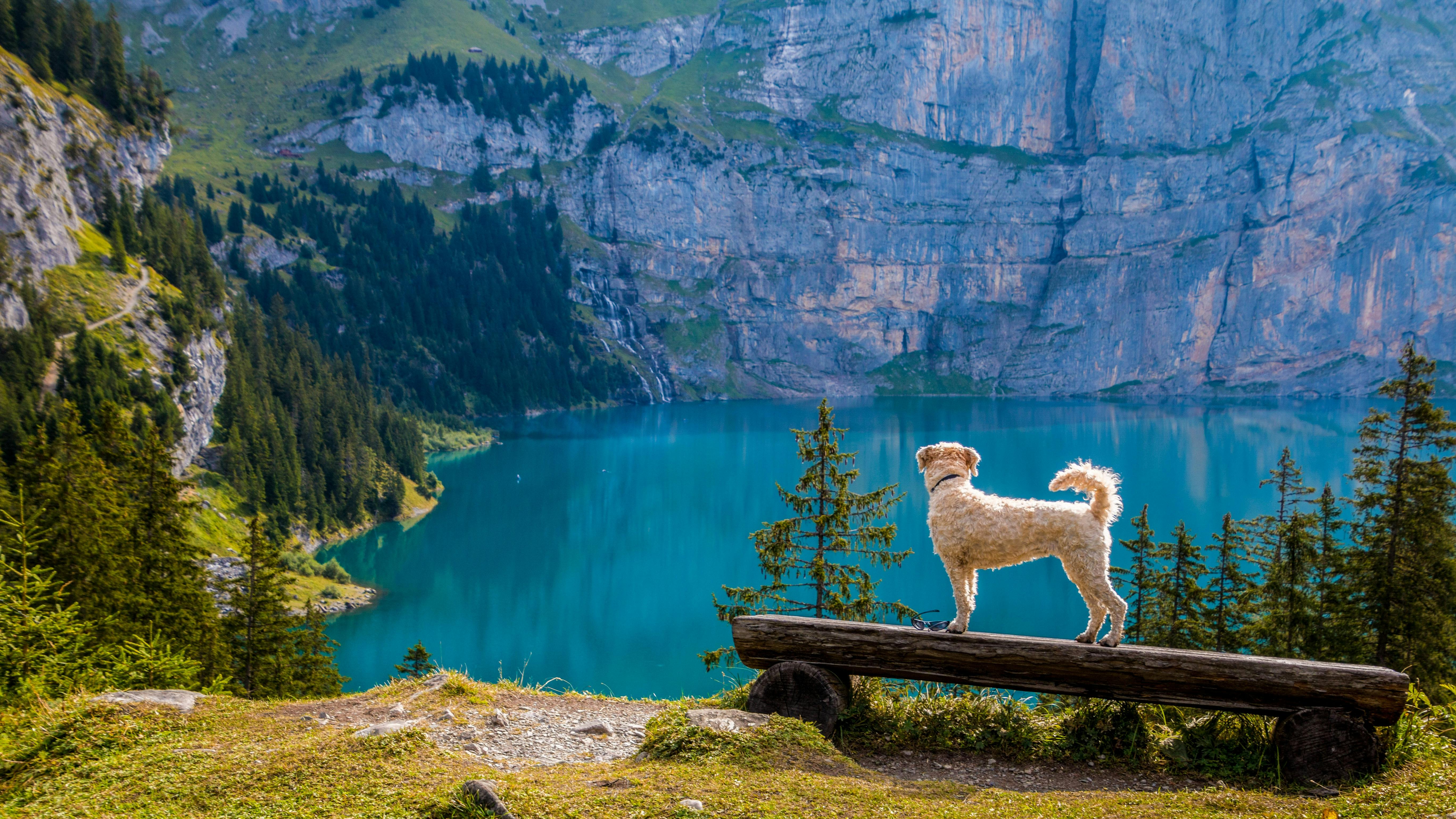 The Best Dog-Friendly Vacation Spots for You and Your Furry Friend